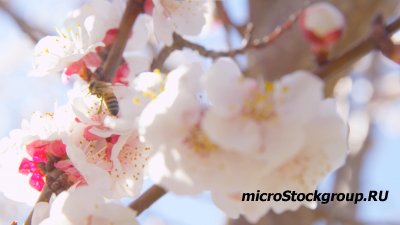 Pond5 free clip - Bees and Pink Orchard Blossoms On Sunny Blue Sky Day Spring Season